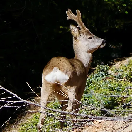 Dream Hotel Macugnaga