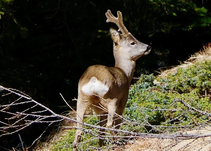 Dream Hotel Macugnaga